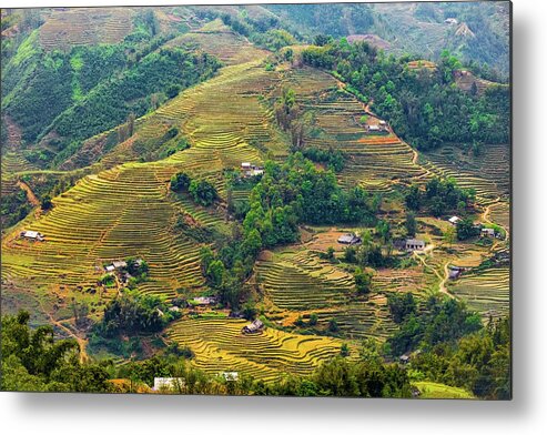 Black Metal Print featuring the photograph Rice Terraces in Sapa by Arj Munoz