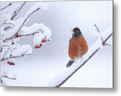 Robin Metal Print featuring the photograph Robin #1 by Brook Burling