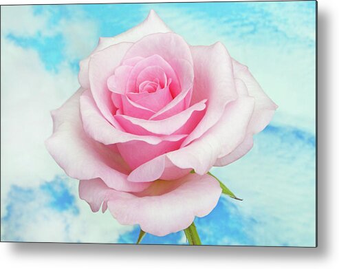 Roses Metal Print featuring the photograph Sky Pink Rose #1 by Terence Davis