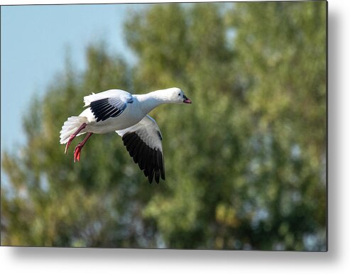 Goose Metal Print featuring the photograph Snow Goose by Jerry Cahill