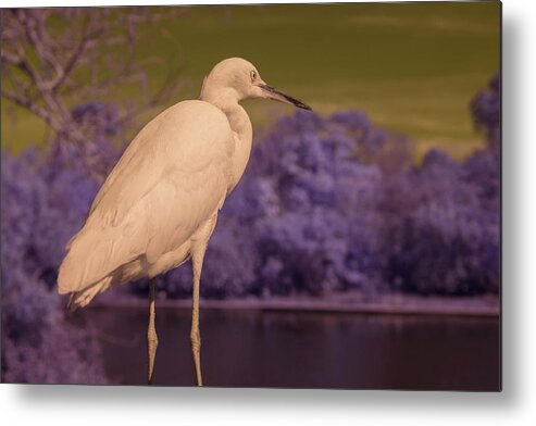 Bird Metal Print featuring the photograph Snowy Egret by Carolyn Hutchins