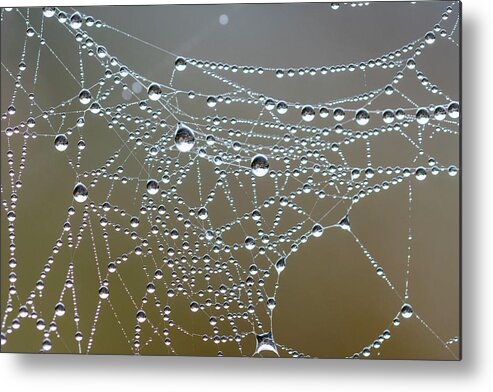 Astoria Metal Print featuring the photograph Spiderverse #2 by Robert Potts