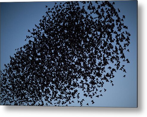 Animal Themes Metal Print featuring the photograph Starlings #1 by Reyaz Limalia