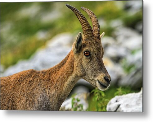 Species Metal Print featuring the photograph Steinbock or Alpine Capra Ibex portrait at Colombiere pass, Fran #1 by Elenarts - Elena Duvernay photo