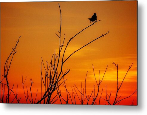 Sunset Bird Metal Print featuring the photograph Sunset #2 by Windshield Photography