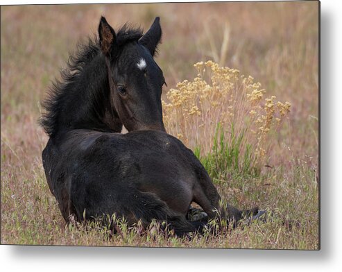 Wild Horses Metal Print featuring the photograph Sweetness #1 by Mary Hone