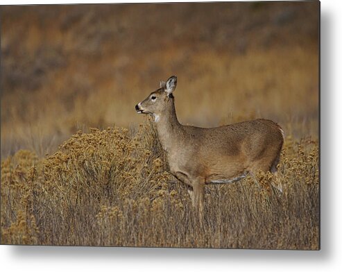 Colorado Metal Print featuring the photograph The Whitetail #1 by Ernest Echols