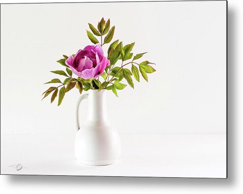 Tree Peony Metal Print featuring the photograph Tree peony Lan He Paeonia suffruticosa rockii in a white vase by Torbjorn Swenelius