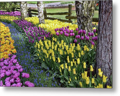 Tulips Metal Print featuring the photograph Tulips by Jerry Cahill