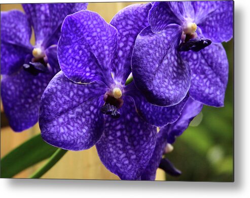 China Metal Print featuring the photograph Vanda Orchid by Tanya Owens