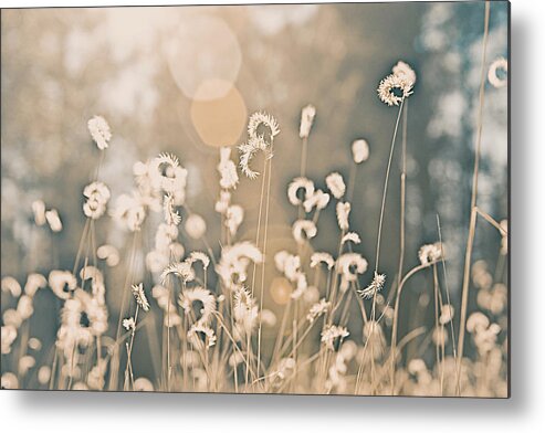 Wheat Metal Print featuring the photograph Wheat Fields by Carmen Kern