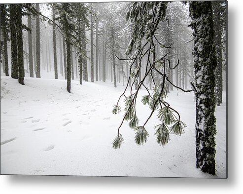 Winter Landscape Metal Print featuring the photograph Winter forest landscape with mountain covered in snow by Michalakis Ppalis