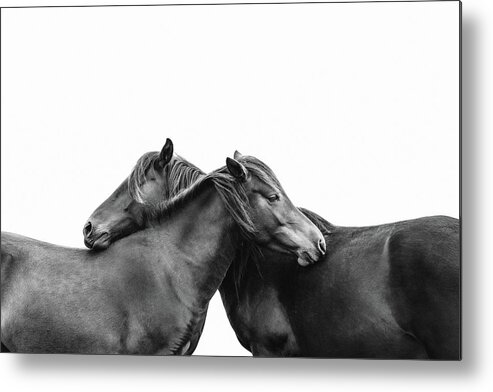 Photographs Metal Print featuring the photograph You make me happy II - Horse Art #1 by Lisa Saint