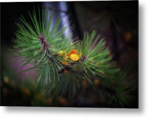 Fall Metal Print featuring the photograph Fall colors, Colorado #2 by Doug Wittrock