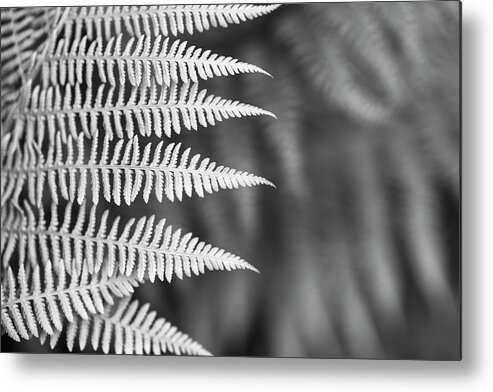 Alan Copson Metal Print featuring the photograph Ferns #11 by Alan Copson