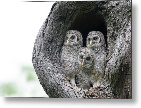 Baby Barred Owls Metal Print featuring the photograph Inquisitive Gang of Three by Puttaswamy Ravishankar