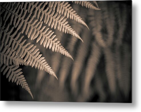 Alan Copson Metal Print featuring the photograph Ferns #12 by Alan Copson