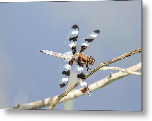 12 Spotted Skimmer Metal Print featuring the photograph 12 Spotted Skimmer Dragonfly by Brook Burling