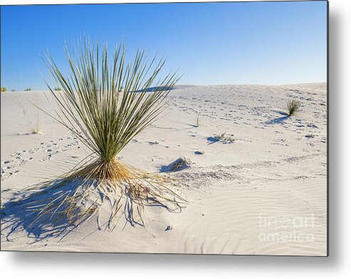 Chihuahuan Desert Metal Print featuring the photograph White Sands Gypsum Dunes #12 by Raul Rodriguez