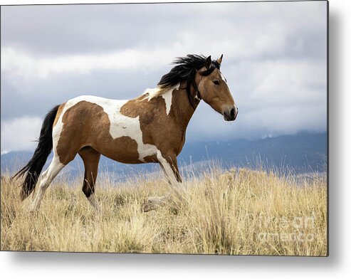 Wild Horses Metal Print featuring the photograph Wild Horses #13 by Julie Argyle