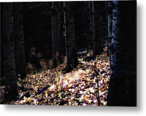 Co Metal Print featuring the photograph Colorado fall colors by Doug Wittrock