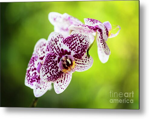 Background Metal Print featuring the photograph Spotted Orchid Flowers #15 by Raul Rodriguez