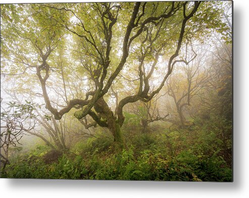 Craggy Gardens Metal Print featuring the photograph 1621 by Bill Martin