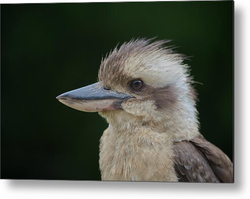 Kookaburra Metal Print featuring the photograph 1905kooka2 by Nicolas Lombard