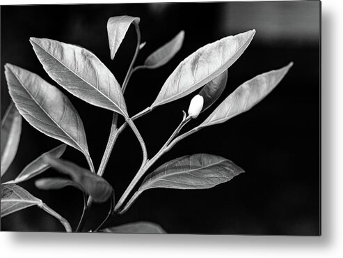 Nature Metal Print featuring the photograph 1st Bud by Ron Biedenbach