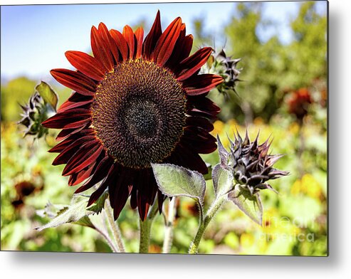 Sunflower Metal Print featuring the photograph Burgundy Red Sunflower #2 by Vivian Krug Cotton