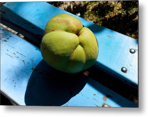 Outdoors Metal Print featuring the photograph Dillenia indica, commonly known as elephant apple #2 by CRMacedonio