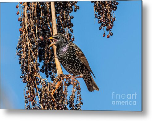 Europen Starling Metal Print featuring the digital art Europen Starling #2 by Tammy Keyes