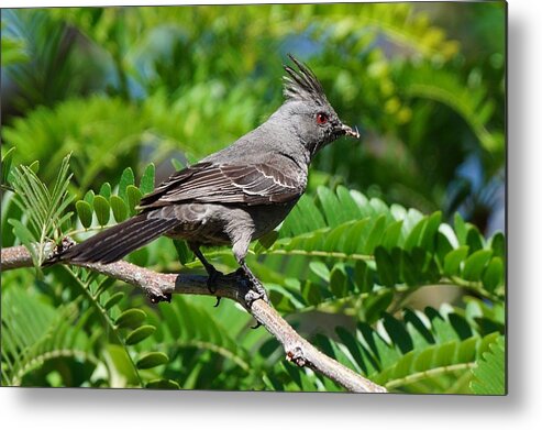 Animal Wildlife Metal Print featuring the photograph Female Phainopepla #2 by Dennis Boyd