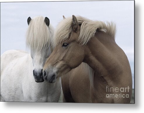 Affection Metal Print featuring the photograph Icelandic Horses by John Daniels