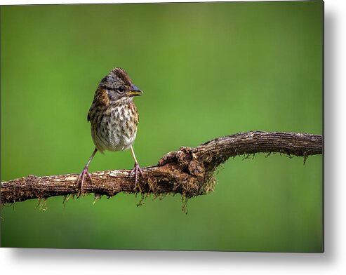 Caldas Metal Print featuring the photograph Juvenile Rufous Collared Sparrow Kairi Lodge Manizales Caldas Colombia #2 by Adam Rainoff