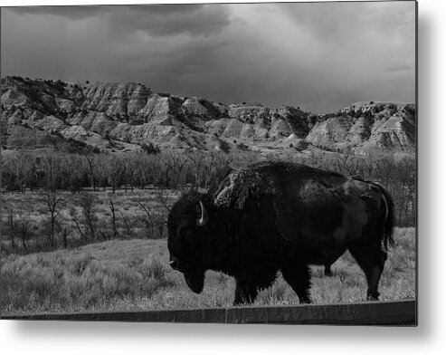 Buffalo Metal Print featuring the photograph Lone buffalo at Theodore Roosevelt National Park in North Dakota in black and white #2 by Eldon McGraw