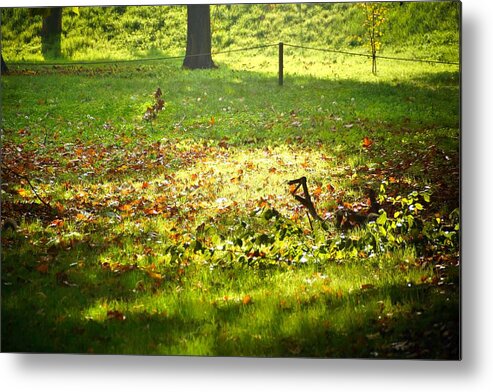 Trees Metal Print featuring the photograph Parco Cavour. Ottobre 2016 #4 by Marco Cattaruzzi