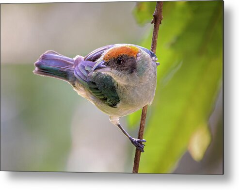 Colombia Metal Print featuring the photograph Scrub Tanager Entreaguas Ibague Tolima Colombia #2 by Adam Rainoff