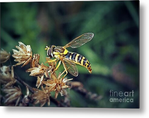 Photo Metal Print featuring the photograph Syrphus ribesii Hoverfly Insect #2 by Frank Ramspott