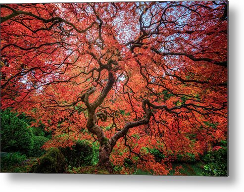#treeoflifetogether Metal Print featuring the photograph Tree of Life #2 by David Soldano