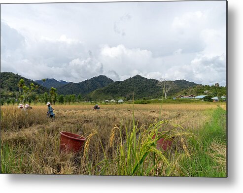 Scenics Metal Print featuring the photograph View of farmers at paddy field during harvest season in Bario, Sarawak - a well known place as one of the major organic rice supplier in Malaysia. #2 by Shaifulzamri