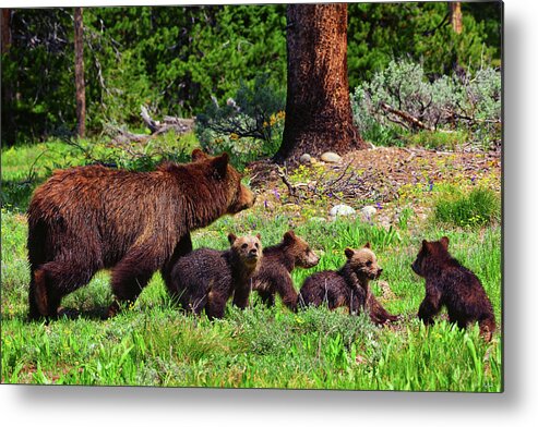 Grizzly 399 Metal Print featuring the photograph 2020 Grizzly Clan by Greg Norrell