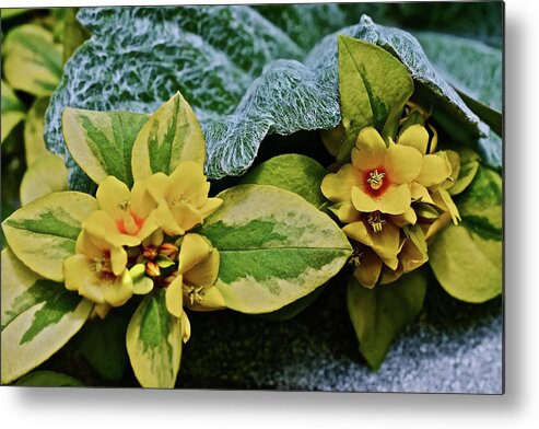 Flowers Metal Print featuring the photograph 2020 Mid June Garden Container 2 by Janis Senungetuk