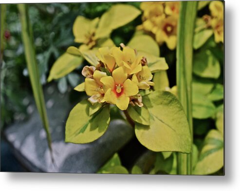 Flowers Metal Print featuring the photograph 2020 Mid June Garden Container 1 by Janis Senungetuk