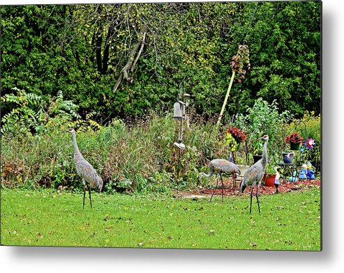 Sandhill Cranes; Backyard; Birds; Metal Print featuring the photograph 2021 Fall Sandhill Cranes 2 by Janis Senungetuk