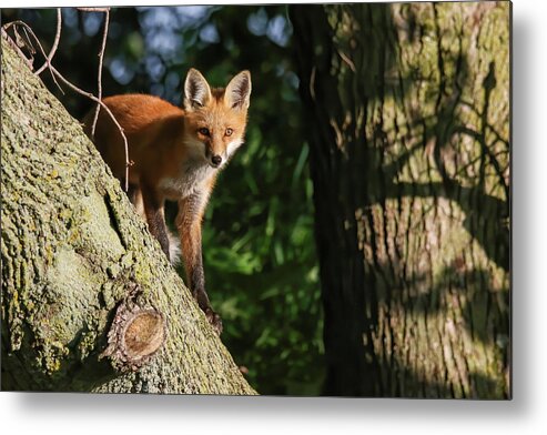Redfox Metal Print featuring the photograph Fox Kit #23 by Brook Burling