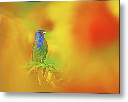 Indigo Bunting Metal Print featuring the photograph An Indigo Bunting Perched on a Sunflower #3 by Shixing Wen