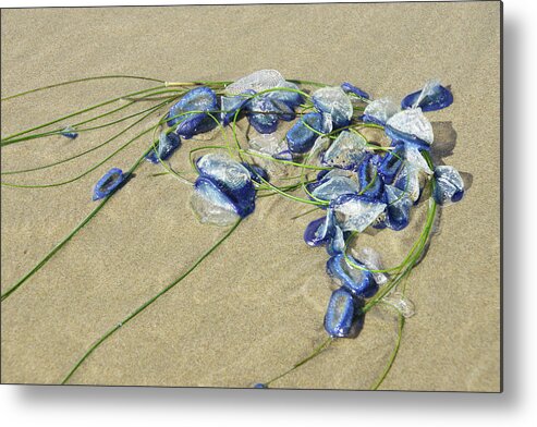 Beach Metal Print featuring the photograph Blue jellyfish #3 by Steve Estvanik