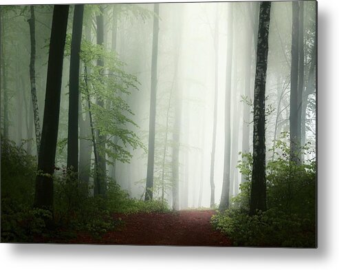 Morning Metal Print featuring the photograph Dark foggy forest #3 by Toma Bonciu