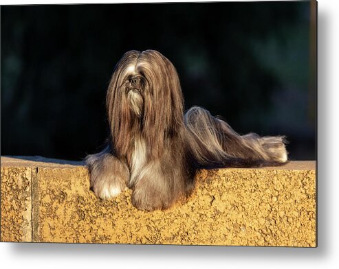 Lhasa Apso Metal Print featuring the photograph Lhasa Apso #4 by Diana Andersen